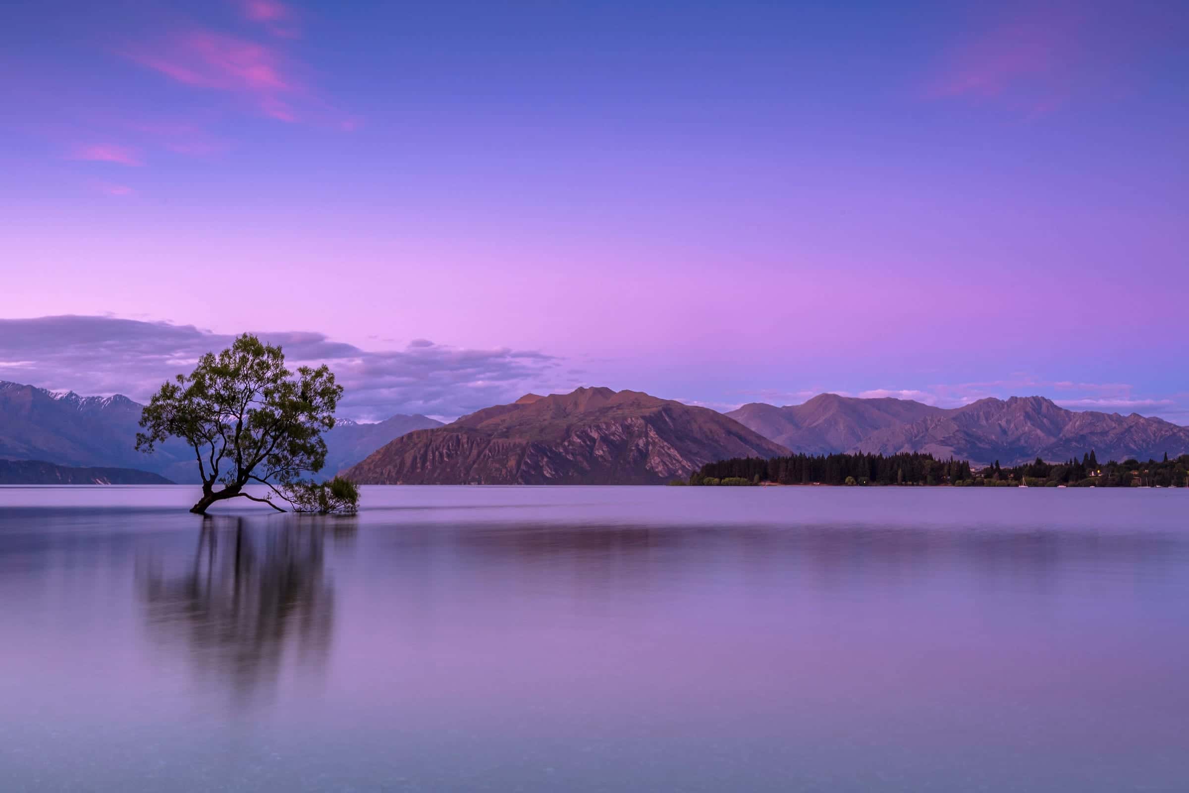 A lone tree standing in a mirror-still lake under a violet and pink twilight sky