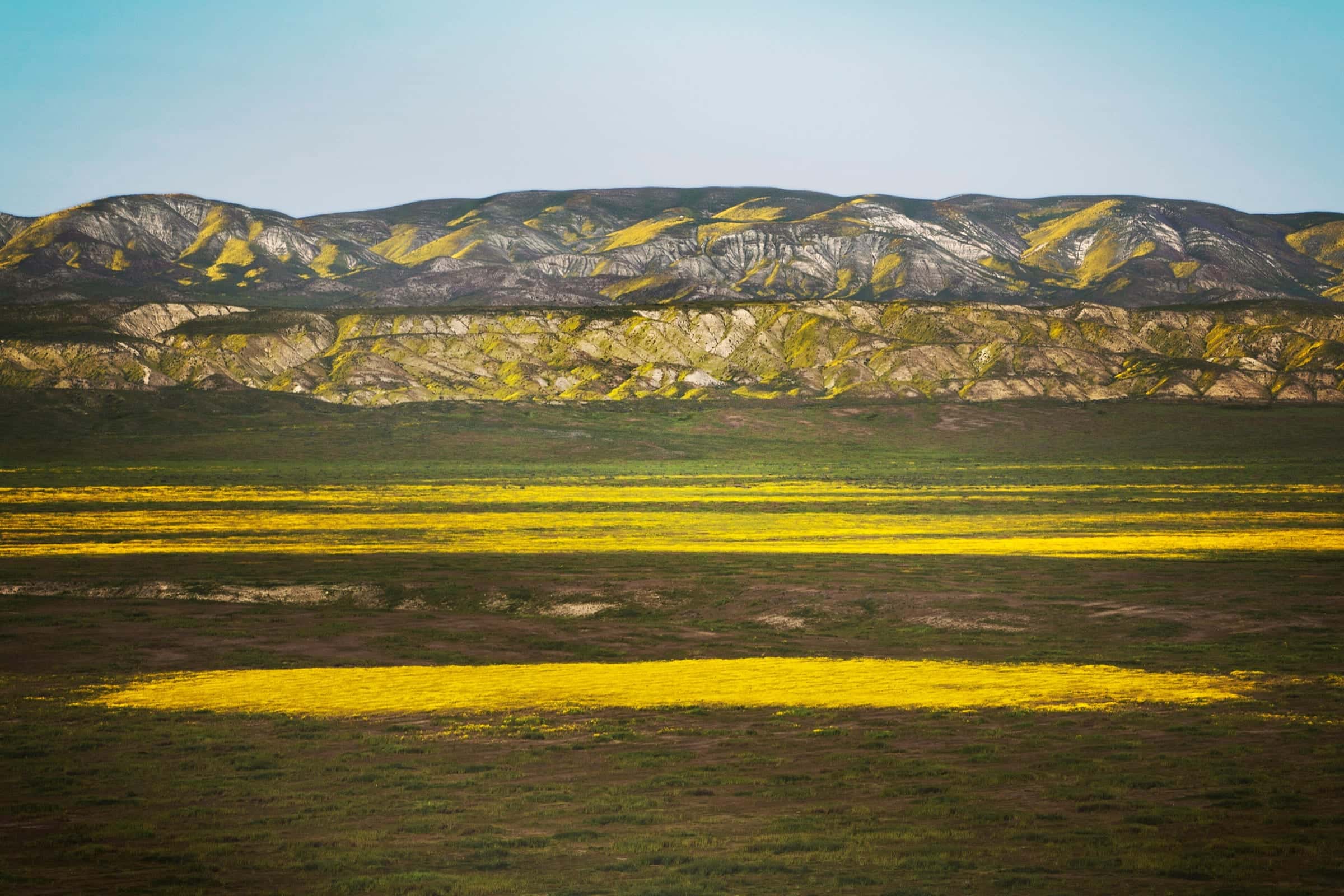 Bands of yellow wildflowers across a wide green plain below banded hills