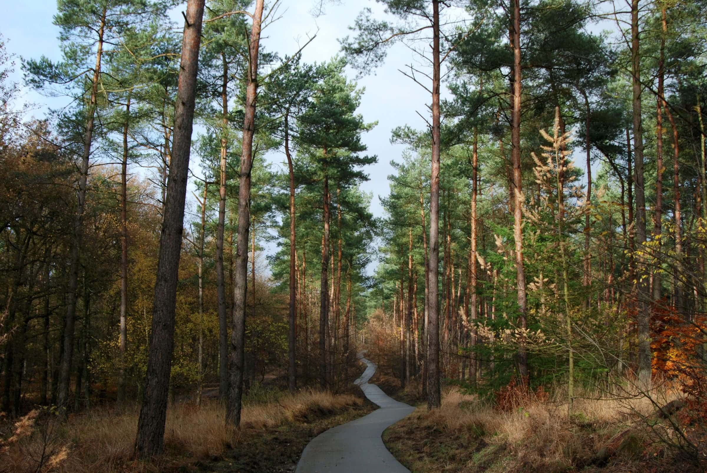 A winding path through a sunlit pine forest with bronze autumn undergrowth